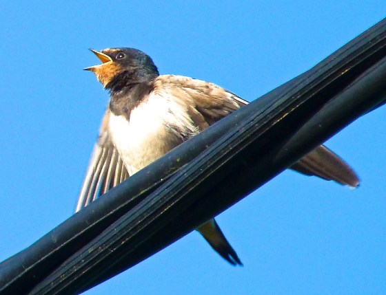 Swallow, Dorset 15