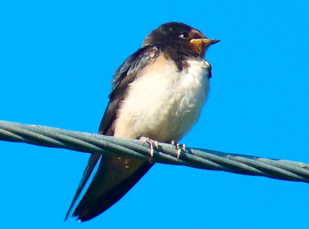 Swallow, Dorset 16