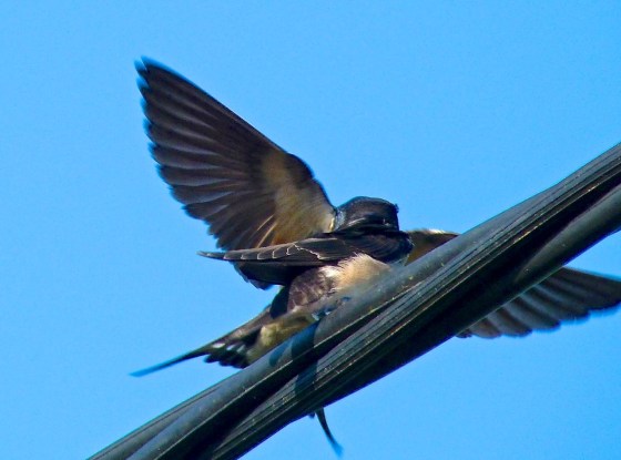 Swallow, Dorset 17