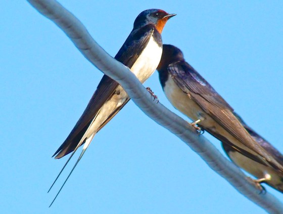 Swallow, Dorset 2