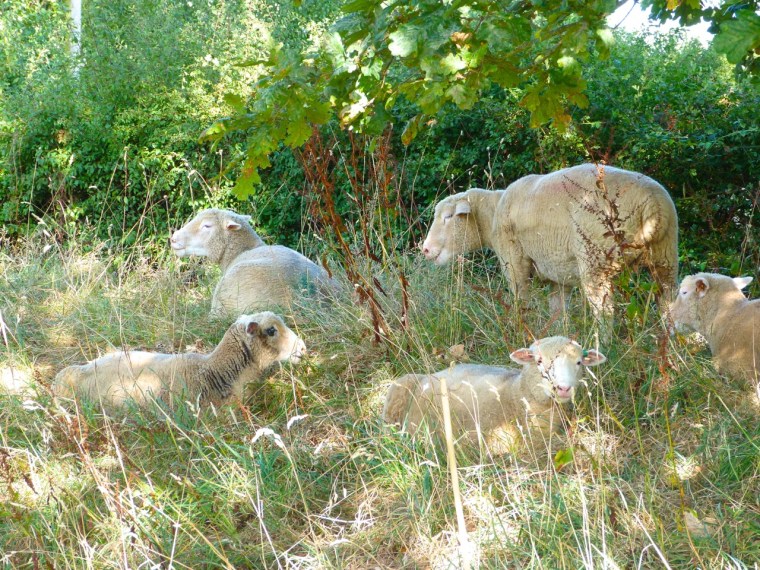 Dorset Sheep 2