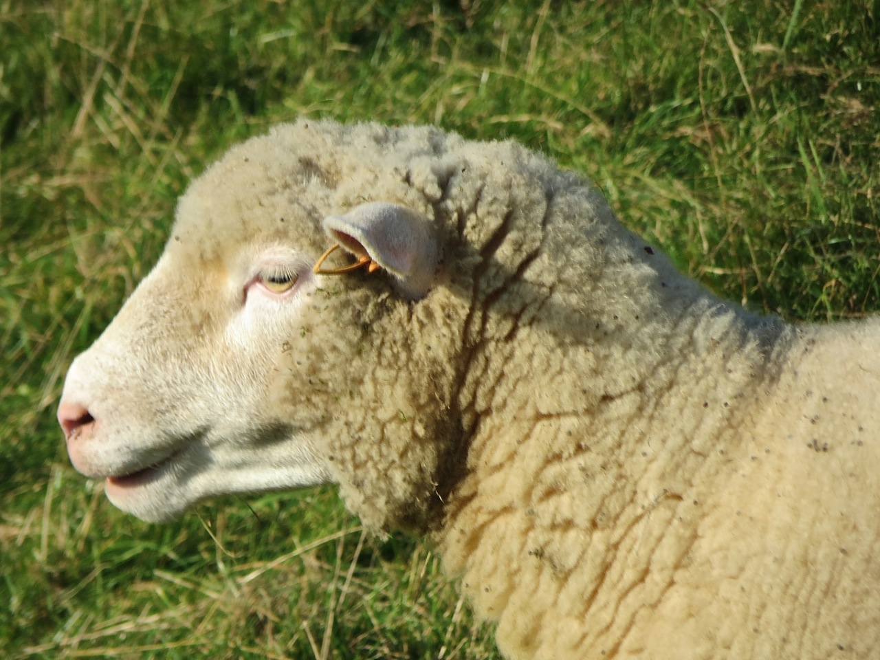 Dorset Poll Sheep 6