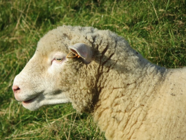 Dorset Sheep 6