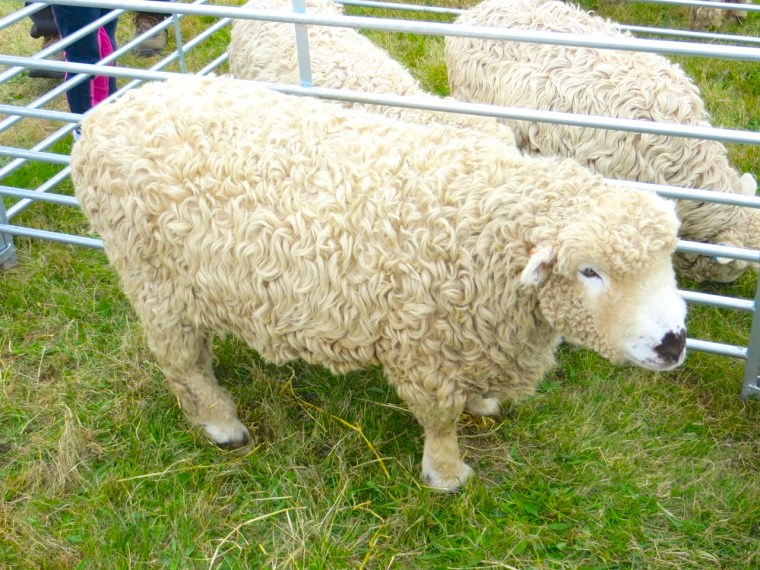 Dorset Poll Sheep, Stock Oak Fair