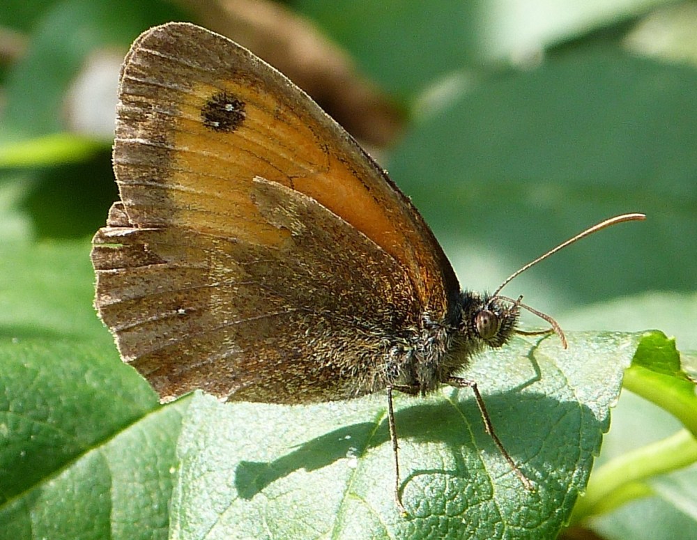 Gatekeeper Butterfly, Dorset 1