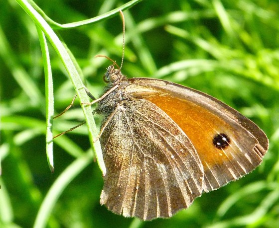Gatekeeper Butterfly, Dorset 10b