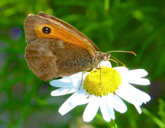 Gatekeeper Butterfly, Dorset 11b
