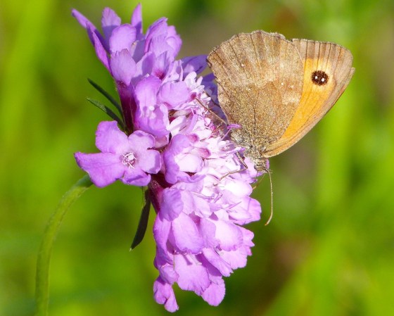 Gatekeeper Butterfly, Dorset 12
