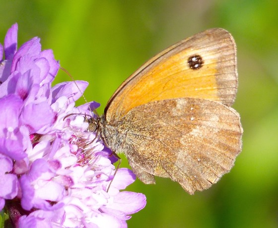 Gatekeeper Butterfly, Dorset 12a