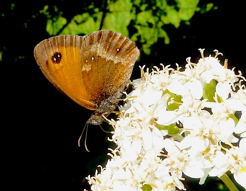 Gatekeeper Butterfly, Dorset (1st of the year)