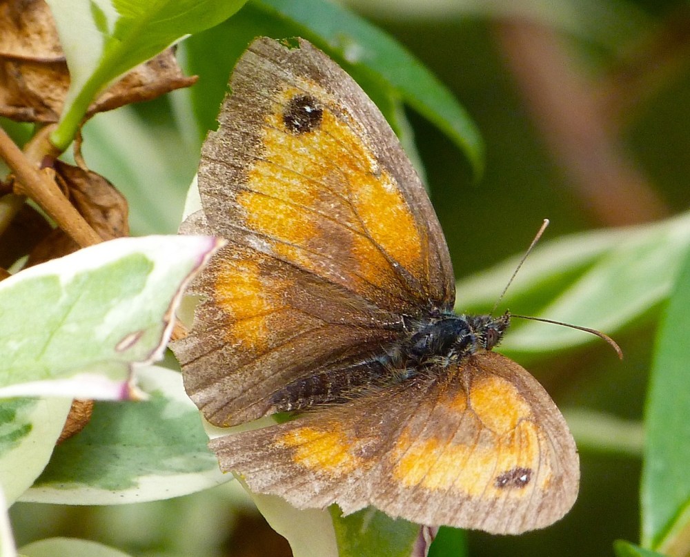 Gatekeeper Butterfly, Dorset 6