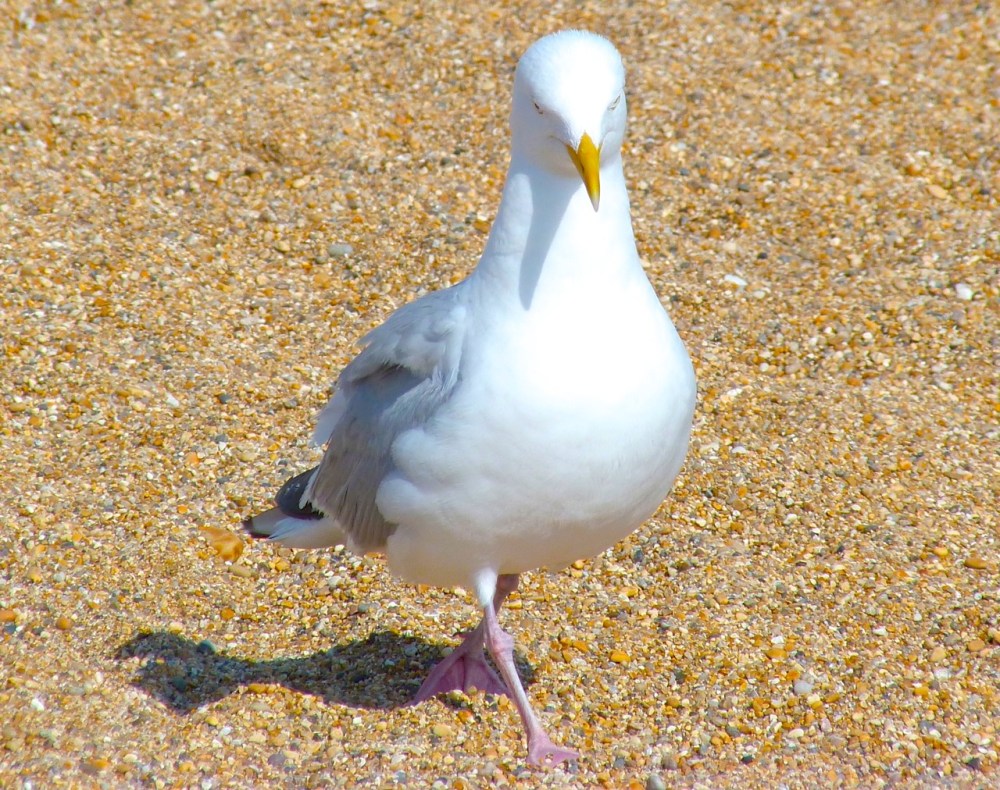 Gulls West Bay Beach 2