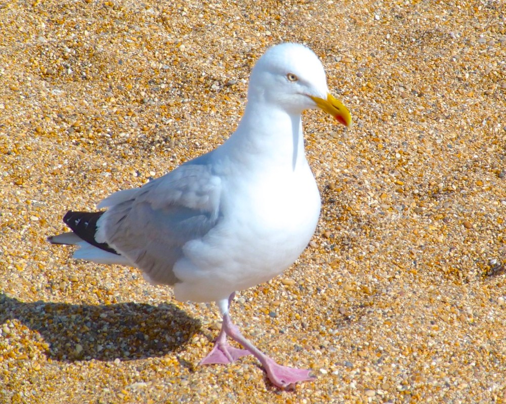 Gulls West Bay Beach 4