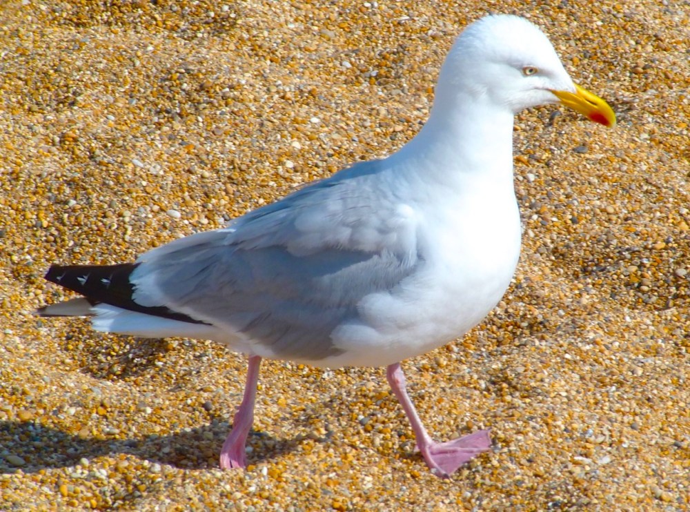 Gulls West Bay Beach 5