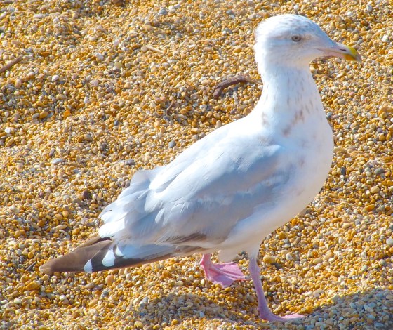 Gulls West Bay Beach 7
