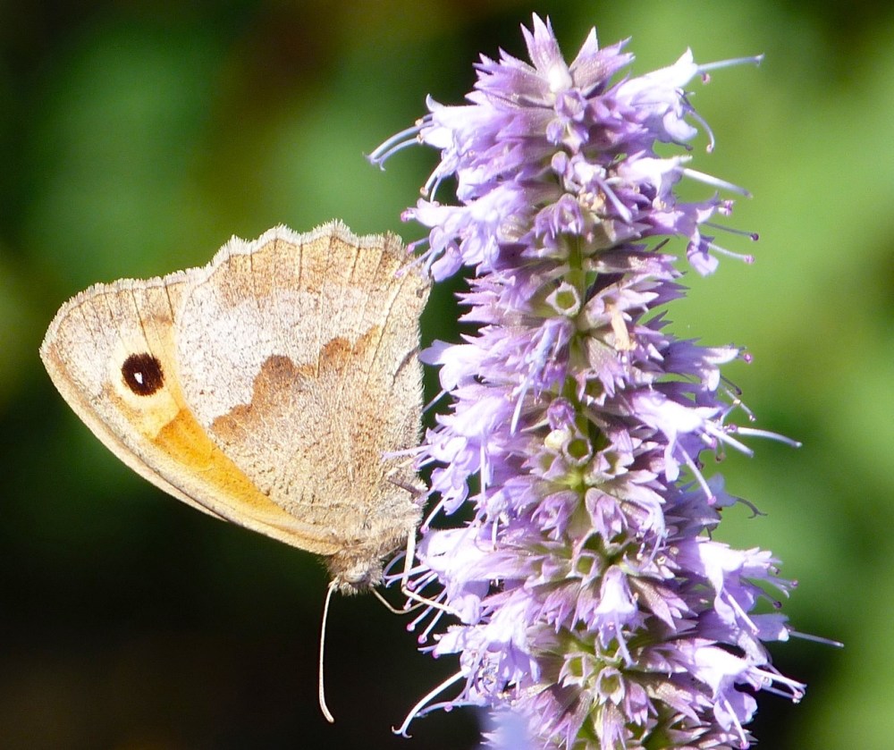 Meadow Brown Butterfly, Dorset 4