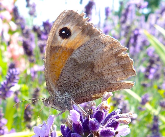 Meadow Brown Butterfly, Dorset 6