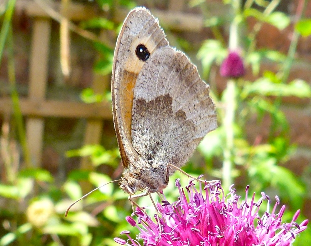 Meadow Brown Butterfly, Dorset