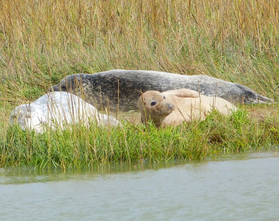 Common Seals, River Stour, Kent 10