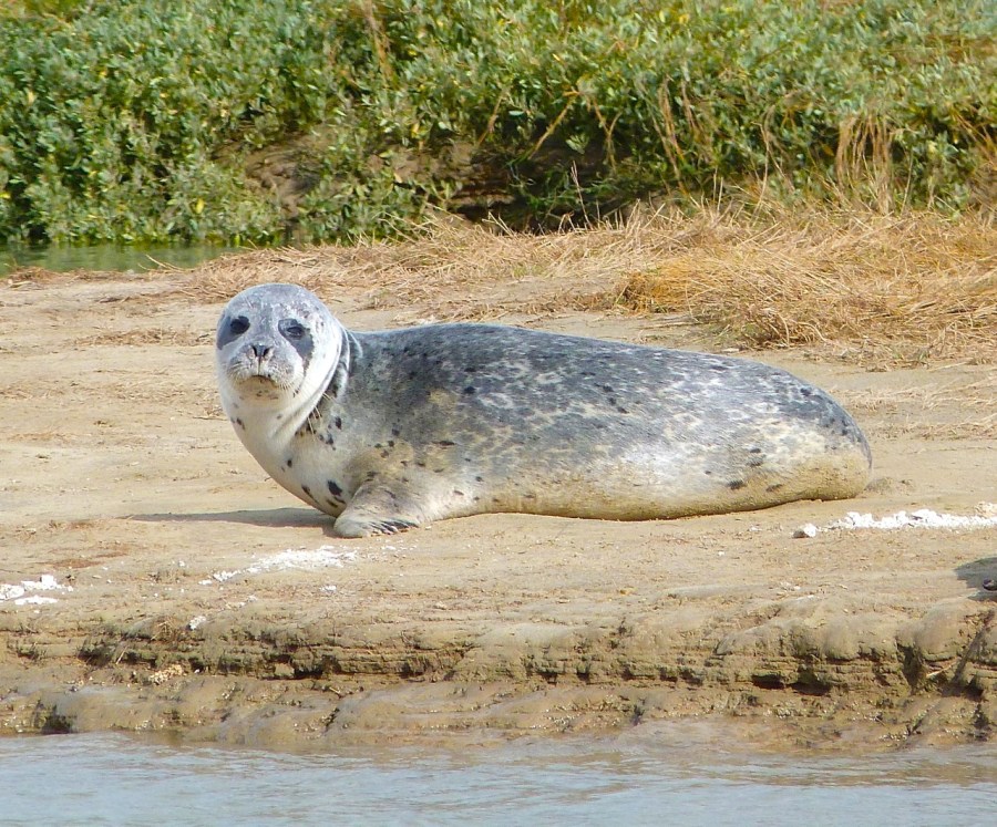 Common Seals, River Stour, Kent 6