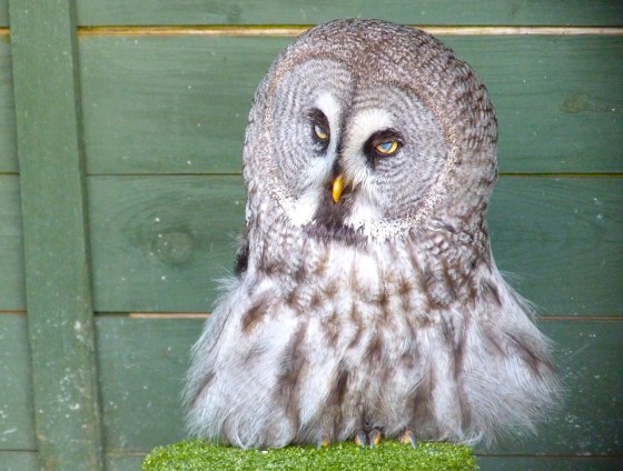 Great Grey Owl 1