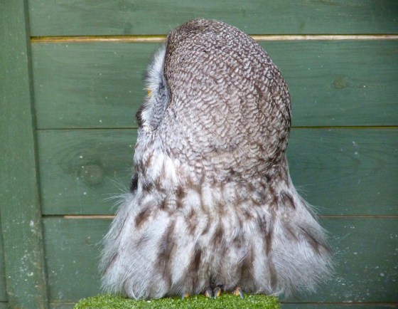 Great Grey Owl 2