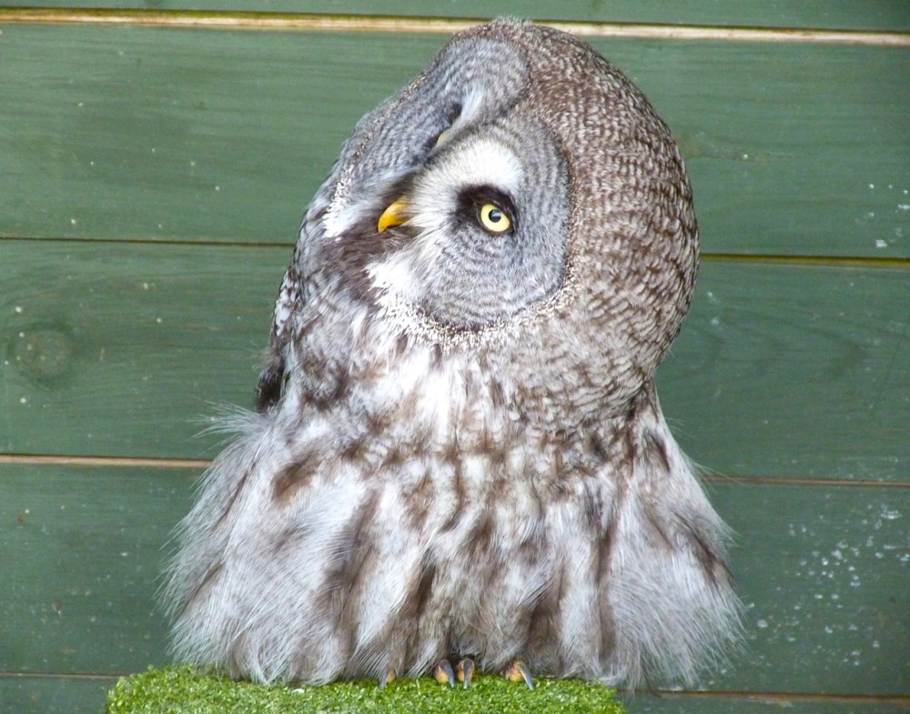 Great Grey Owl 4