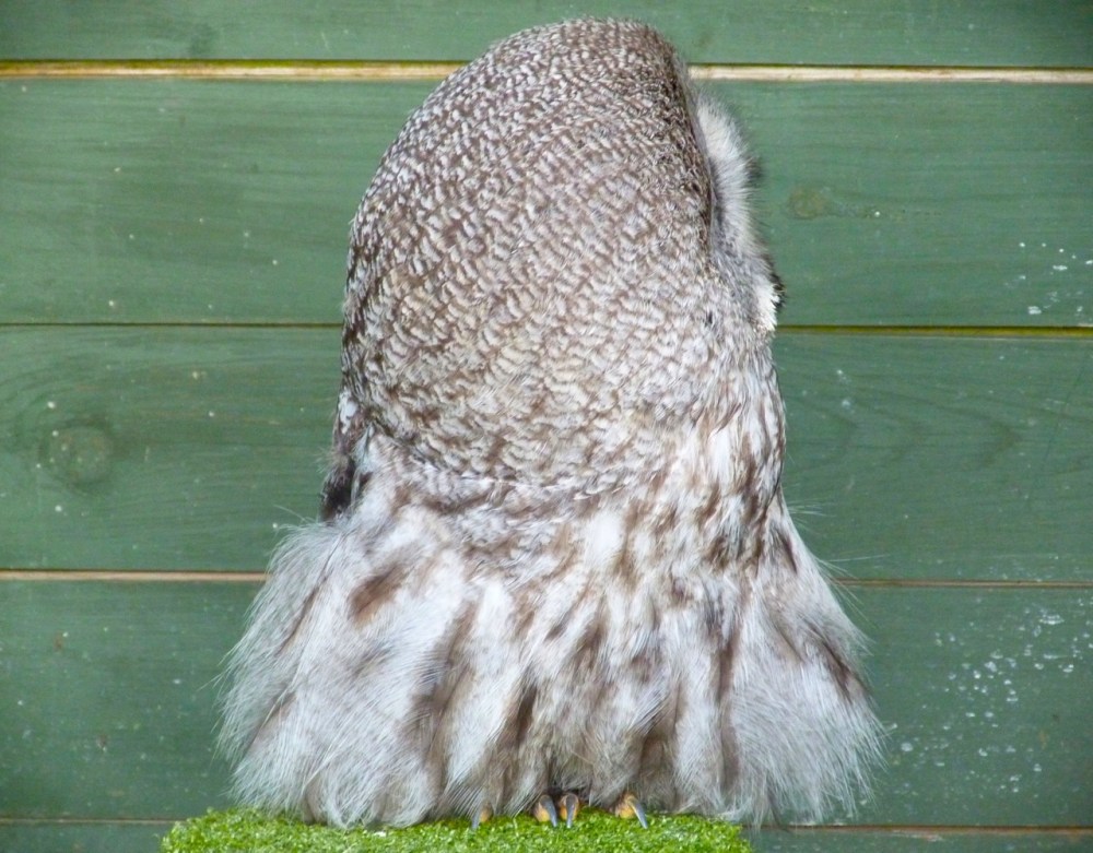 Great Grey Owl 5