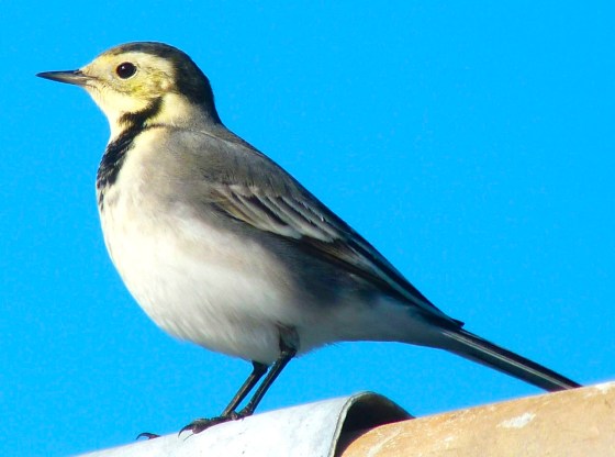 Pied Wagtail Dorset 10