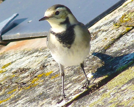 Pied Wagtail Dorset 6