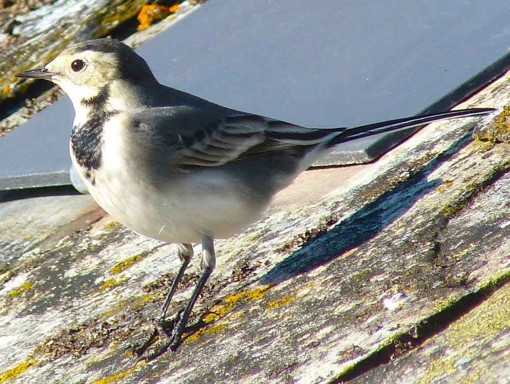 Pied Wagtail Dorset 8