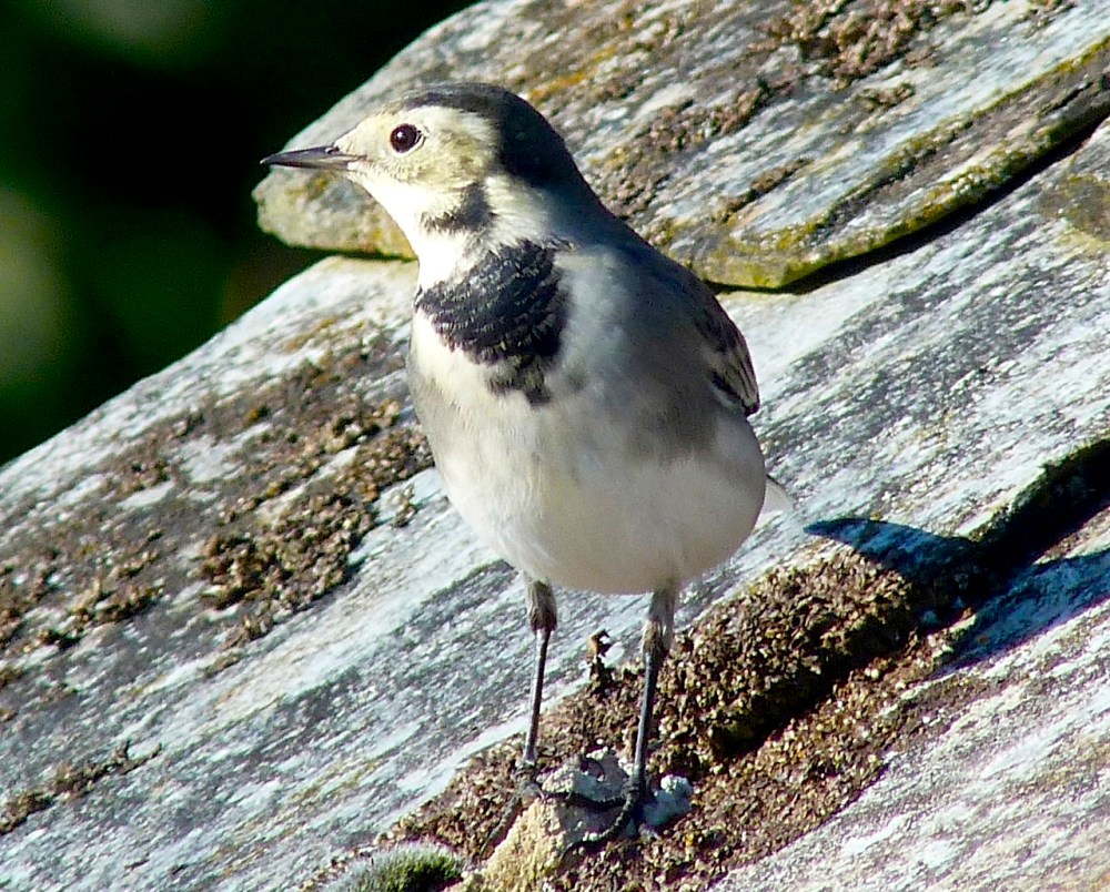 Pied Wagtail Dorset 9