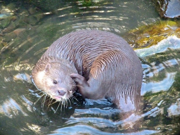 OTTER WWT 2