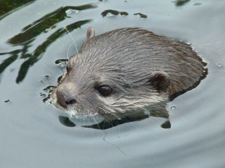 OTTER WWT 5