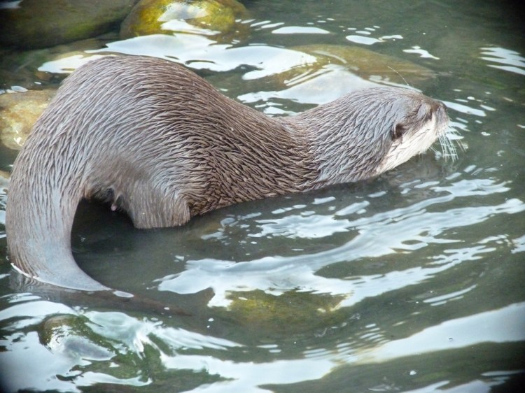 OTTER WWT 7