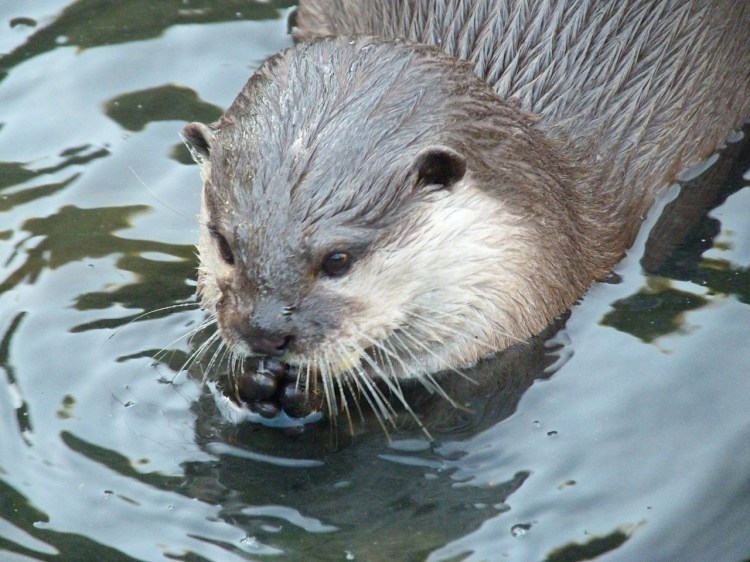 OTTER WWT 8