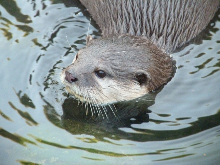 OTTER WWT 9