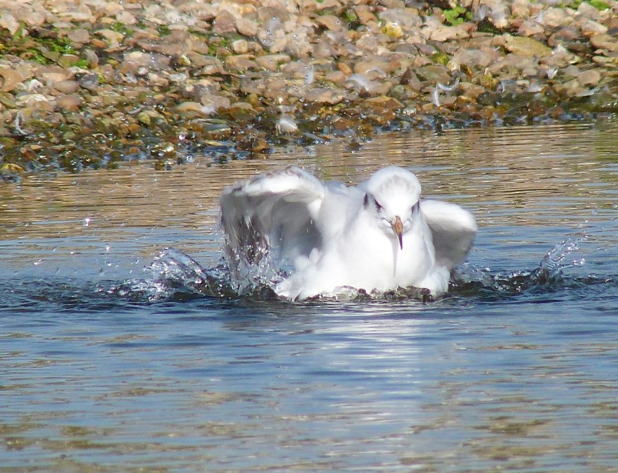 Black-headed Gull (winter plumage) WWT Barnes