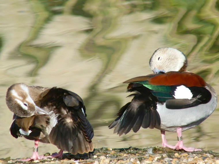 Ringed Teal pair WWT 3