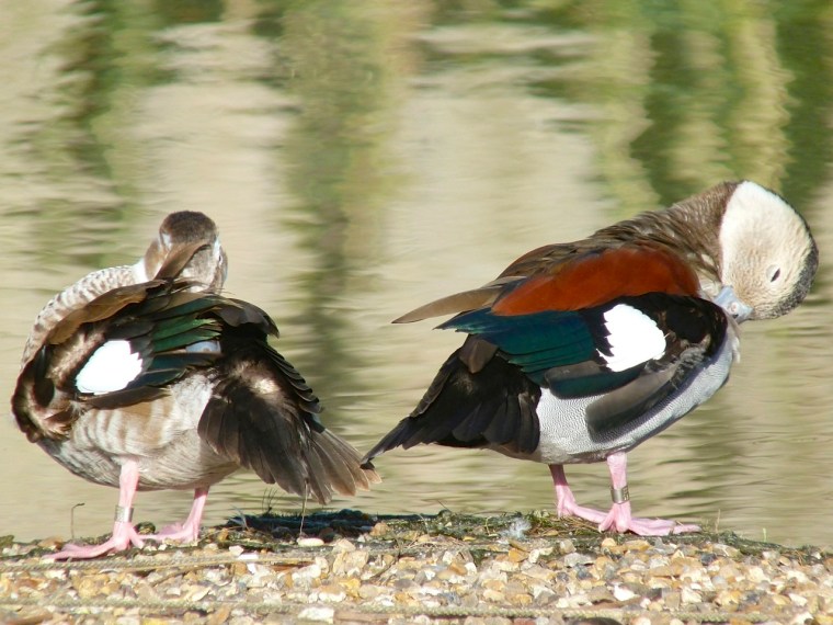 Ringed Teal pair WWT 7