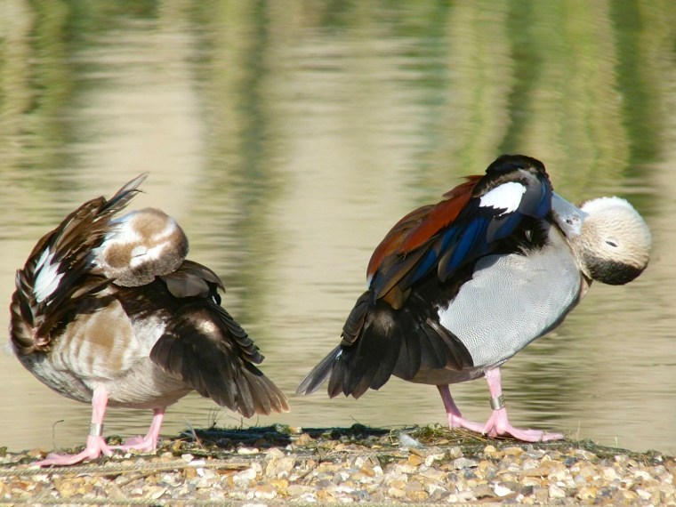 Ringed Teal pair WWT 9