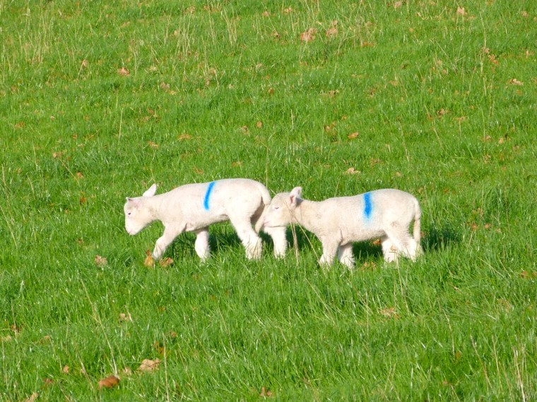 Totnell Lambs Nov 12