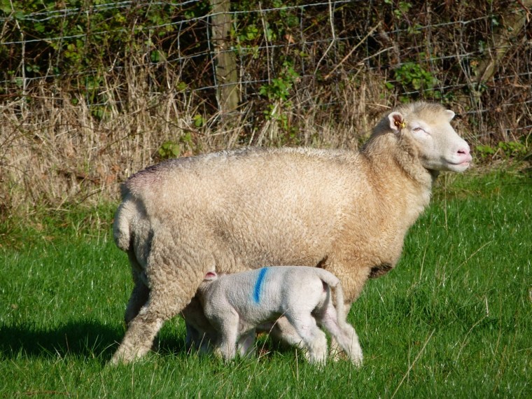 Totnell Lambs Nov 2