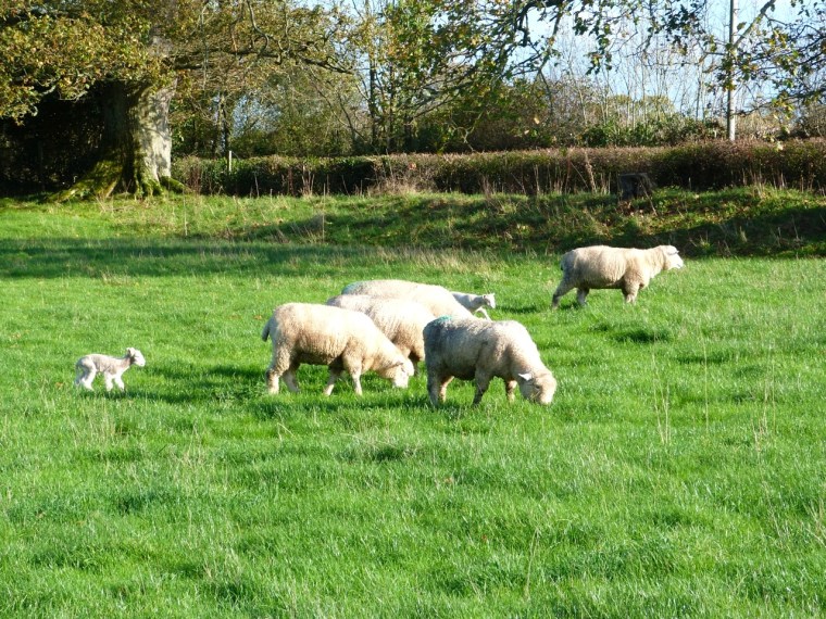 Totnell Lambs Nov 5