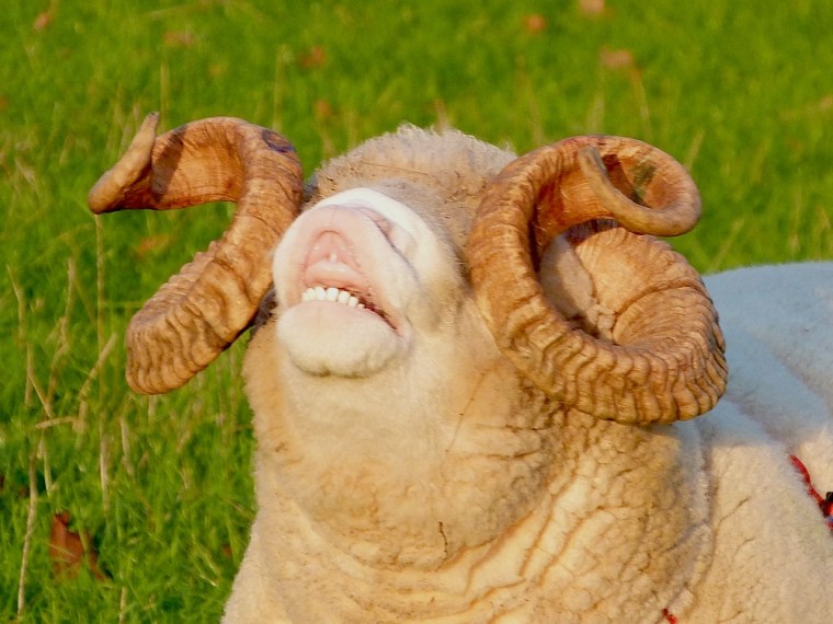 Totnell, Dorset - Ram - Flehmen response in Sheep