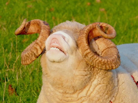 Totnell, Dorset - Ram - Flehmen response in Sheep