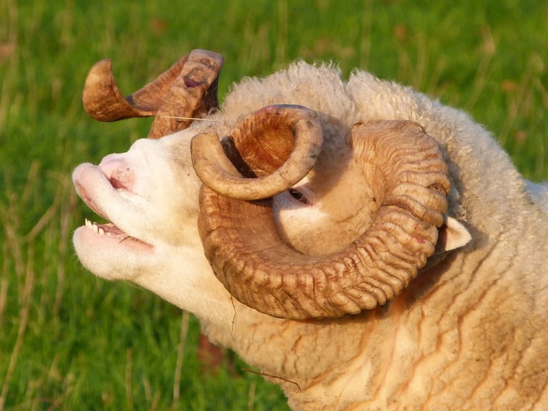 Totnell Ram 3