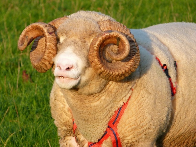 Totnell Ram 5