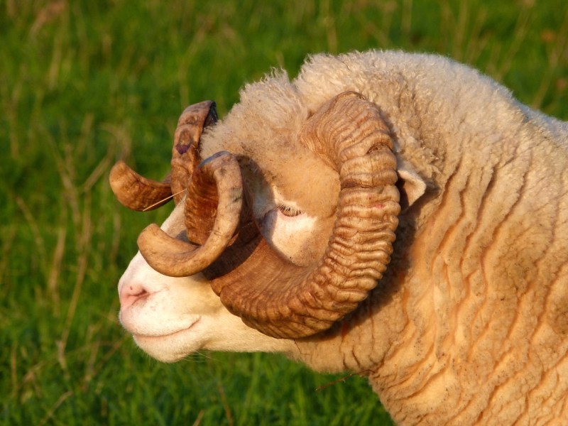 Totnell Ram 8