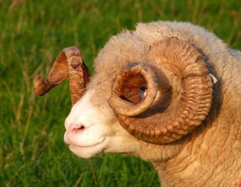 Totnell Ram 9